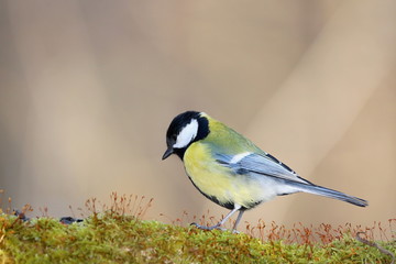 Parus major, Blue tit . Wildlife landscape, titmouse sitting on a branch moss-grown..  Europe, country Slovakia.