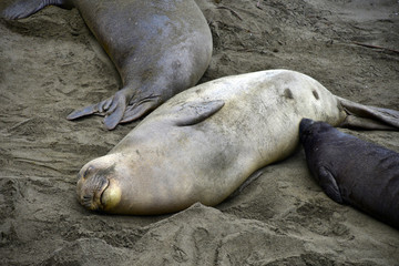 Female elephant seal nursing  baby