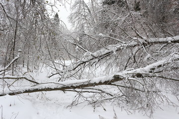 Winter landscape with a tree blocked the trail.