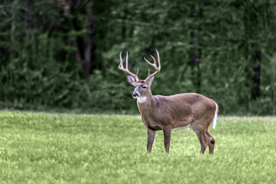 Fototapeta A white-tailed buck standing in a meadow in the Cades Cove section of the Great Smoky Mountains National Park