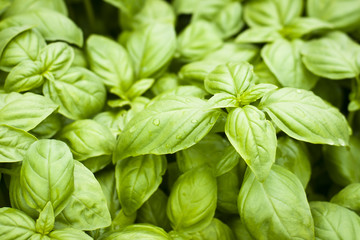 Basil 