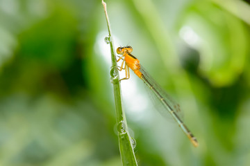 The dragonfly island on top of the grass on a nature background.