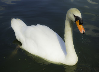 Naklejka premium Asas do parque