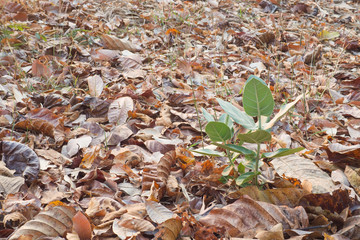 Tree, small plant growing  among the dry leafs with space area 