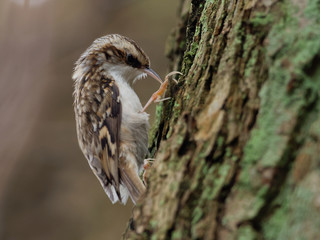 Tree creeper - Certhia familiaris