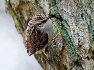 Tree creeper - Certhia familiaris