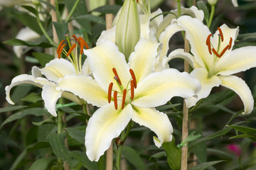 white Lily flower in the garden