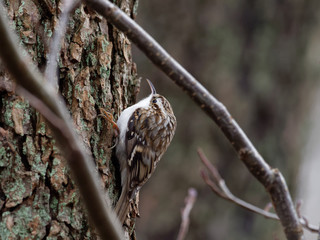 Tree creeper - Certhia familiaris