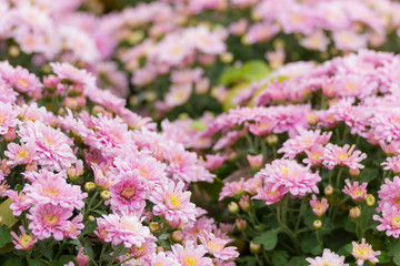 Obraz premium pink Chrysanthemum flowers in the garden