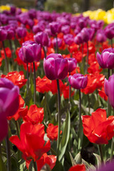 Tulips , the flowers in the garden , early spring