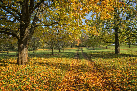 Autumn trees along path