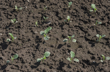 Fresh green organic baby Chinese Brocoli in garden