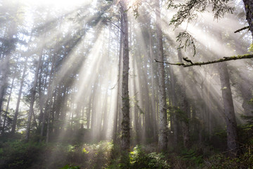 Light Rays through the Fog, Washington Forest