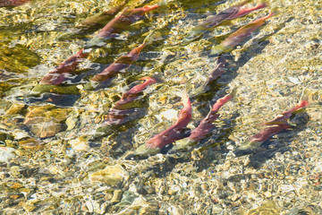 red fish at Lake Tahoe