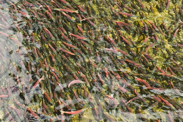 red fish at Lake Tahoe