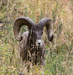 Bighorn Ram 