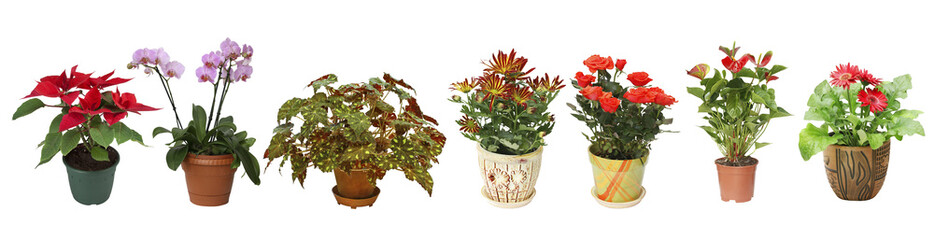 Home flowers in pots on white background isolated