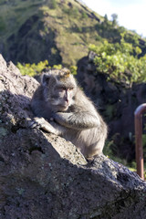The monkey in the wild, volcano Batur. Bali Island, Indonesia. 2000 meters above sea level.