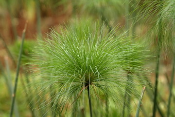 Gras und Schilf