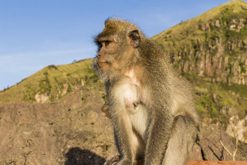 The monkey in the wild, volcano Batur. Bali Island, Indonesia. 2000 meters above sea level.