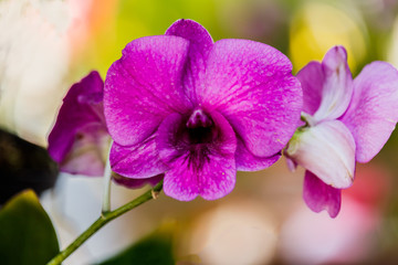 Fototapeta na wymiar Selection beautiful orchid on blur background. Selective focus.