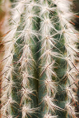 Green prickly cactus