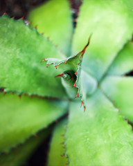Aloe plant closeup