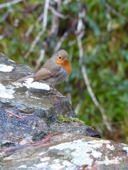 Robin bird looking straight into camera