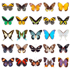 Set of beautiful and colorful butterflies isolated on white.