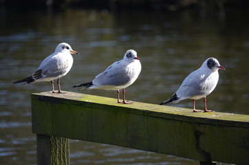 Seagulls