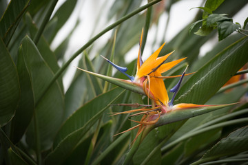 Obraz premium Stunning Bird of Paradise flower