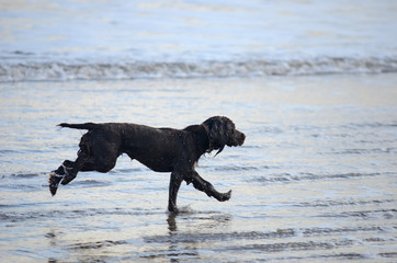 Running dog