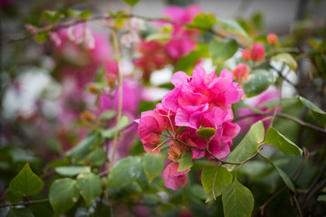 Pink blooming  Rhododendron