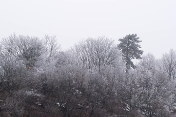 Trees in show and hard rime