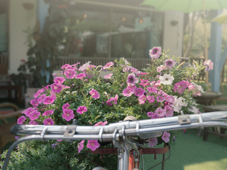 Vintage bicycle with pink flower
