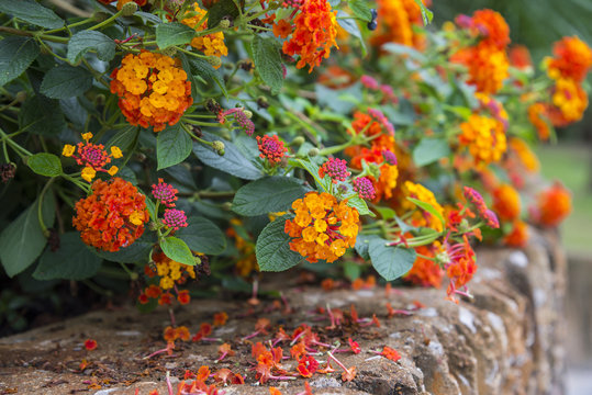 The Marmalade Bush Flowers