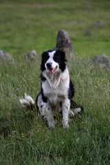 Ein Schafh&uuml;tehund 