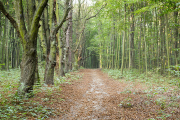 Fototapeta premium Green forest