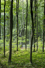 Fototapeta premium Green forest