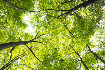 Fototapeta premium Green forest