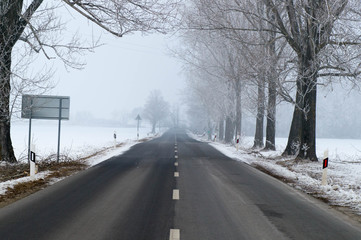 Foggy road with trees next to it