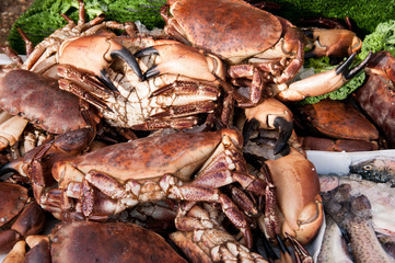 crab close up with large pincers