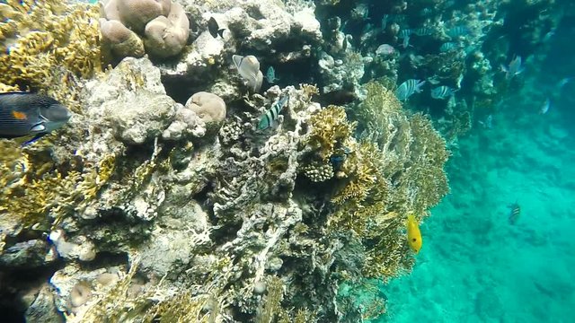 Colorful fish swim among coral. Slow motion,high speed camera