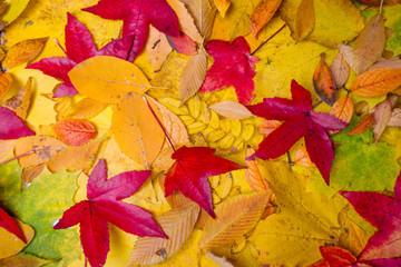 Autumn Leaves Background.  Leaves tree maple