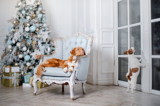 dog in the scenery, the holiday and the New Year, Christmas, holiday and happy