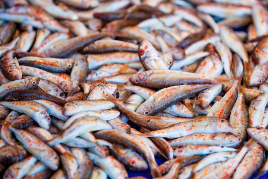 Fresh fish for sale on fish market. Red mullets. Mullus barbatus