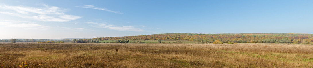 Obraz premium Landscape Panorama. Russian Field Overlooking The Forest With Autumn Colors And Blue Sky.