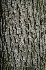 Texture Of Oak Bark. Close-Up. Macro.