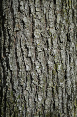 Fototapeta premium Texture Of Oak Bark. Close-Up. Macro.