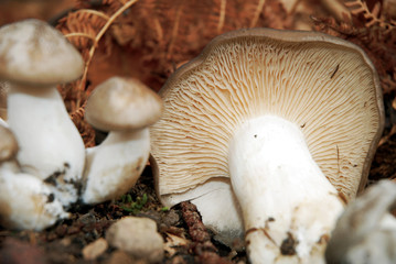 Lyophyllum fumosum mushroom.